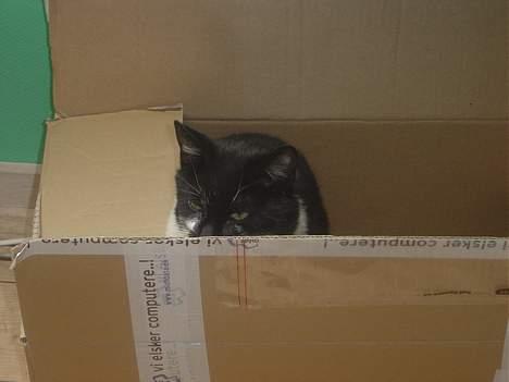 Blanding af racer C billede 8