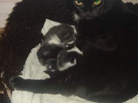 Blanding af racer Den Lille Sorte - killingerne, de får snart deres egen profil! billede 5