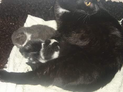 Blanding af racer Den Lille Sorte billede 6