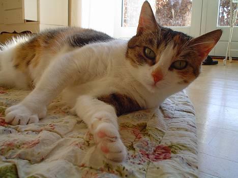 Blanding af racer Mitte - Mitte :O) billede 1