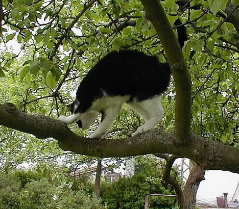 Blanding af racer Soffi - Se, Håkan, jeg er højt oppe!.. billede 6