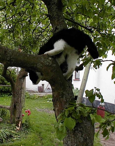 Blanding af racer Soffi - ..og nu hopper jeg ned og tager dig! -haha!! billede 7