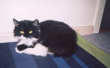 Norsk Skovkat Pjuske Kattenhøj R.I.P:'( - her er min lille dejlige miZZer er hun ikk bare qute?? billede 3