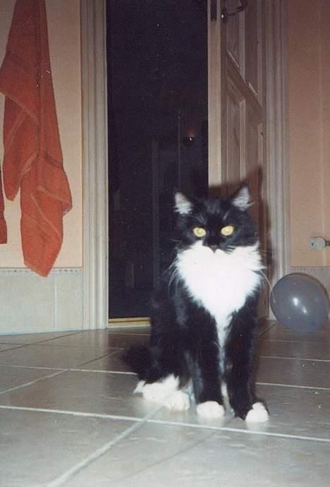 Norsk Skovkat Pjuske Kattenhøj R.I.P:'( - her er hun ude på badeværelset...... det billede kan jeg rigtig godt lig..... hva me jer? hehe... billede 4