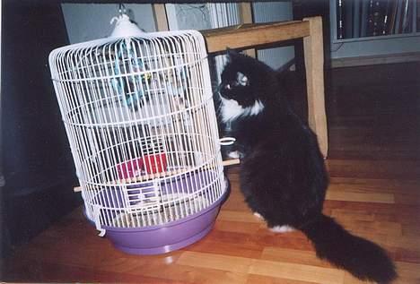 Norsk Skovkat Pjuske Kattenhøj R.I.P:'( - her sidder hun og kigger på en a mine fugle den´her fugl hedder nickie billede 5