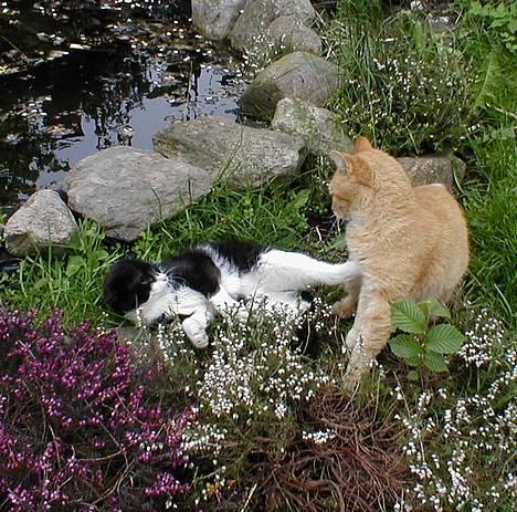 Blanding af racer Soffi - Jeg siger dig du får smæk hvis du rør mig!! billede 8