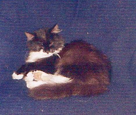 Norsk Skovkat Pjuske Kattenhøj R.I.P:'( - her ligger hun i min stol(eller det r jo enlig kun hende der ligger der så d r vel hendes)......der ligger hun tit billede 6