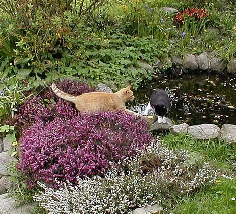 Blanding af racer Soffi billede 9