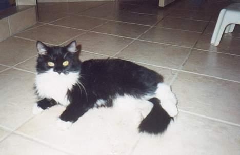Norsk Skovkat Pjuske Kattenhøj R.I.P:'( - her ligger hun oz  ude på badeværelset billede 7