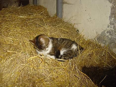 Blanding af racer Mimer - mimer ligger i hesteboksen billede 3