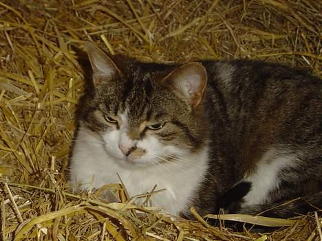 Blanding af racer Mimer billede 4