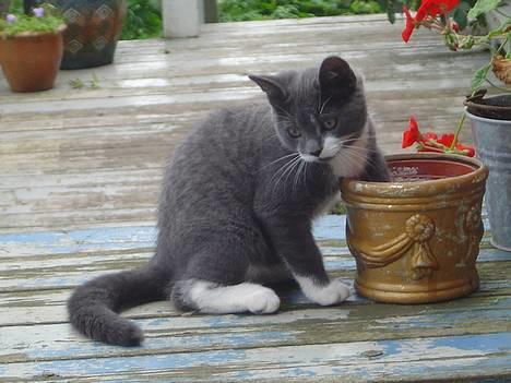 Blanding af racer Gråmis - Søøde gråmis ! :o) billede 1