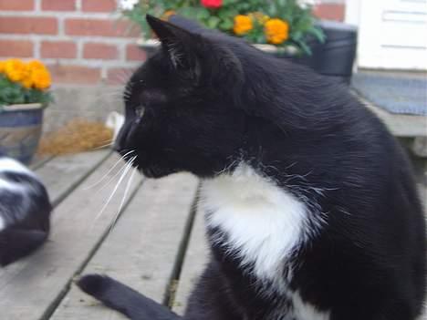 Blanding af racer B billede 3