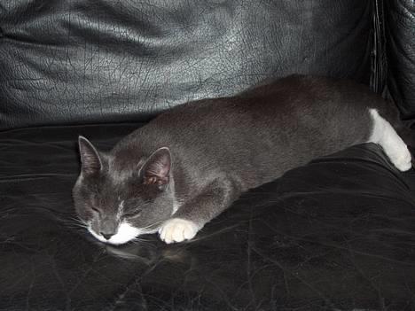 Blanding af racer Gråmis - zzzzzzzzzzzz....... billede 2