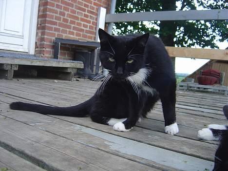 Blanding af racer B billede 4