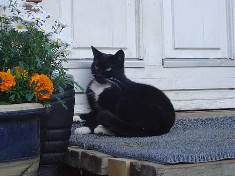 Blanding af racer B billede 5