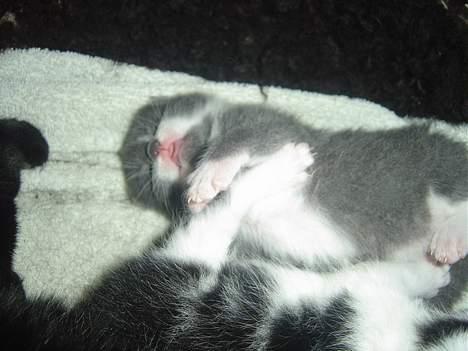 Blanding af racer Gråmis - ´gråmis som sød killing billede 3