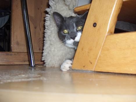 Blanding af racer Gråmis - kuk kuuuk billede 4