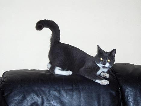 Blanding af racer Gråmis billede 5