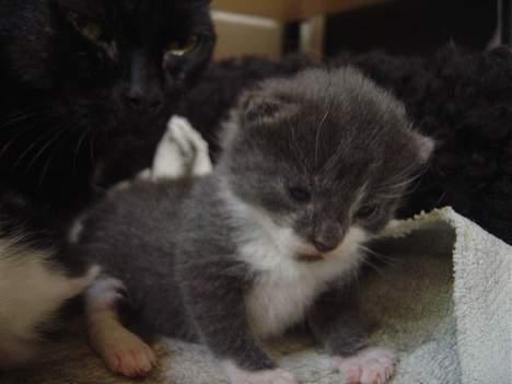 Blanding af racer Gråmis billede 6