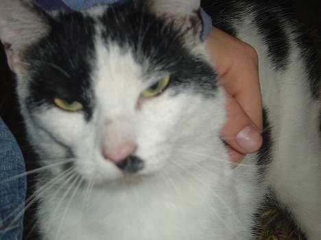 Blanding af racer Pongo billede 4