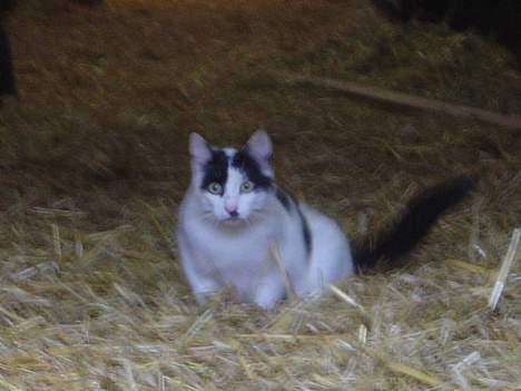 Blanding af racer Pongo billede 5