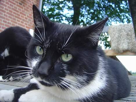 Blanding af racer C billede 9