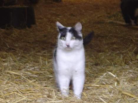 Blanding af racer Pongo billede 6