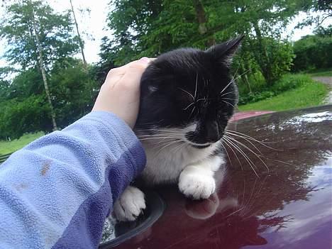 Blanding af racer C billede 10