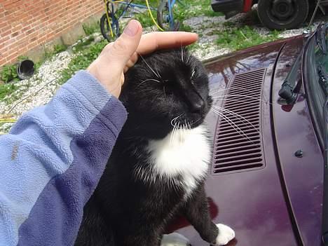 Blanding af racer B billede 6