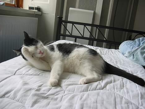 Huskat Amadea billede 8