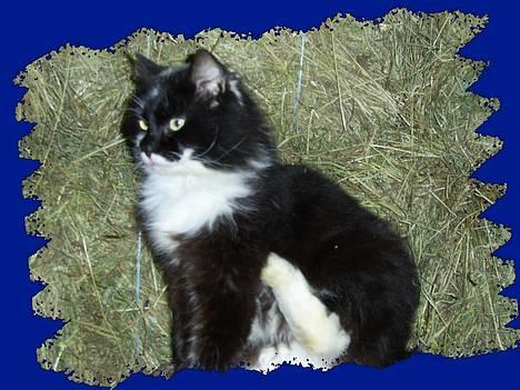 Blanding af racer Pusen billede 3
