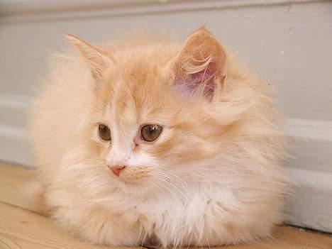 Blanding af racer Eddie - Er jeg ikke fin... billede 1