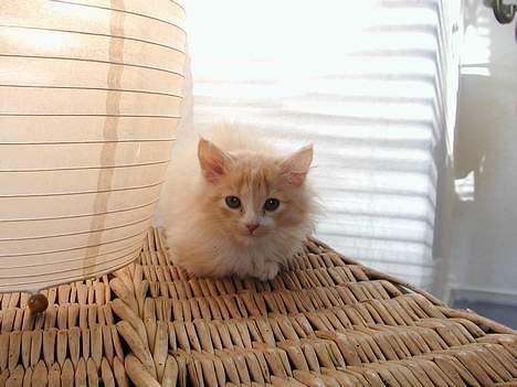 Blanding af racer Eddie - her kan man nok ikke finde mig billede 2