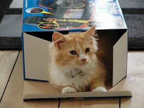 Blanding af racer Eddie - kuk kuk her er jeg billede 3