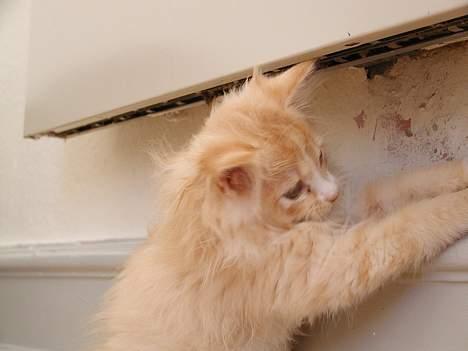 Blanding af racer Eddie - der var noget..... billede 4