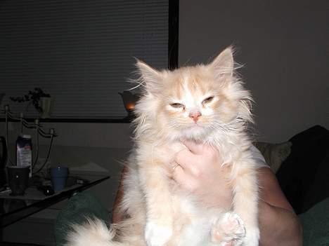 Blanding af racer Eddie - altså ikke alle de billeder... billede 5