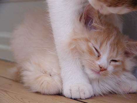 Blanding af racer Eddie - sov sødt. billede 6