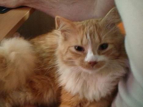 Blanding af racer Eddie billede 7