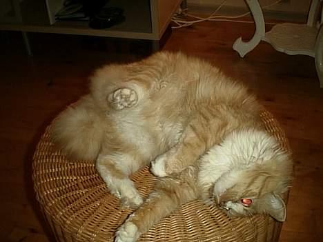 Blanding af racer Eddie billede 8