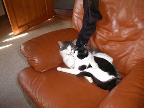 Blanding af racer Hanibal - Her er Hanibal og Totte... Hanibal holder om Totte.. billede 1