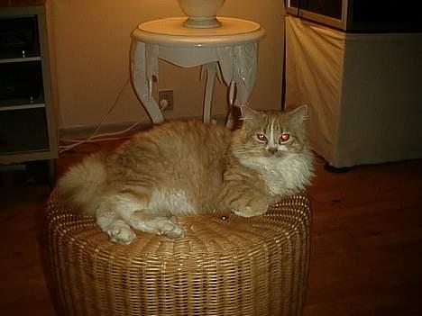 Blanding af racer Eddie billede 9