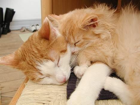 Blanding af racer Eddie - det er altid dejligt at sove arm i arm.. billede 10