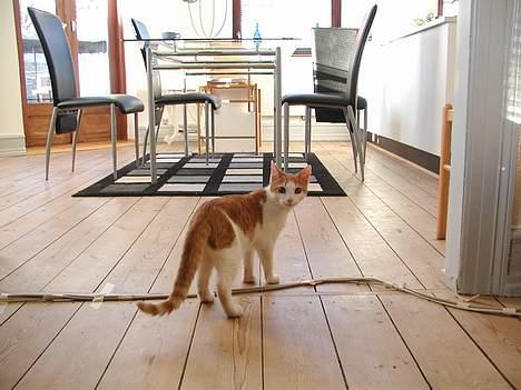 Blanding af racer Rago - går min vej....kommer du med? billede 2