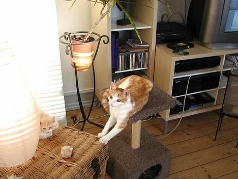 Blanding af racer Rago billede 3