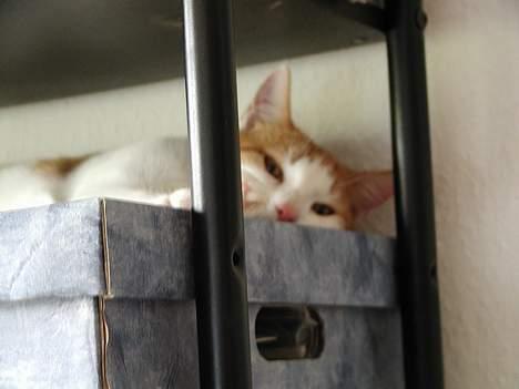 Blanding af racer Rago - kan man se mig her? billede 4