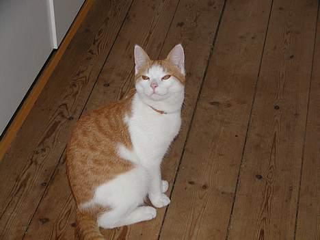 Blanding af racer Rago - hejsa, hvad vil i med mig? billede 5