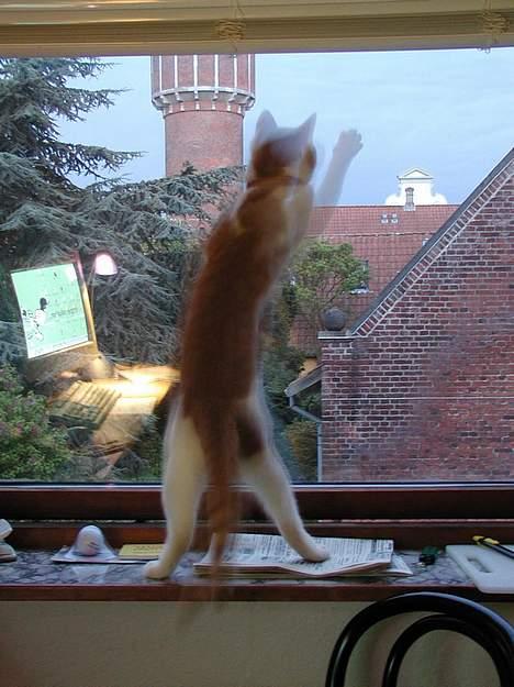 Blanding af racer Rago billede 6