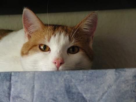 Blanding af racer Rago - ja ja så lad gå et billede mere. billede 7