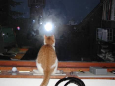 Blanding af racer Rago billede 8